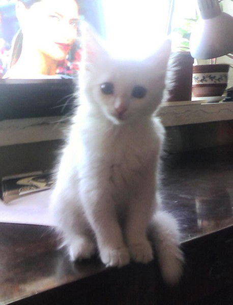 Света Жилкина