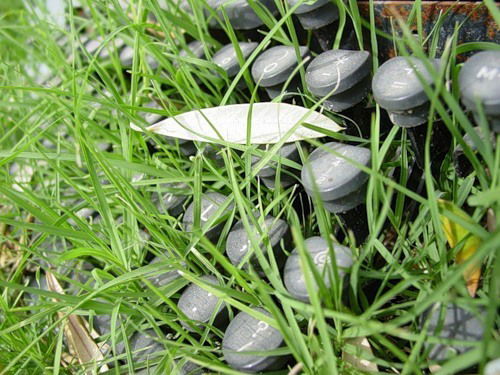 Мария Медведникова