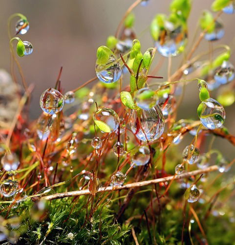 Ирина Вес_На