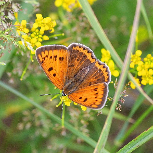 Наталья Смутина