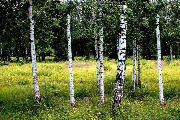 Катайская Црб