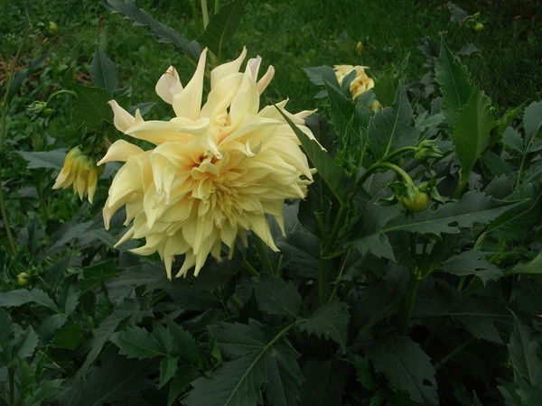 Ольга Куркульская