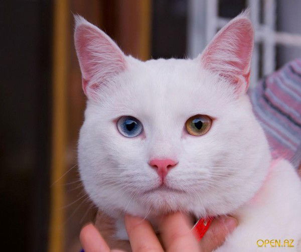 Александр Воробьёв