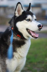 Кристина Гринёва