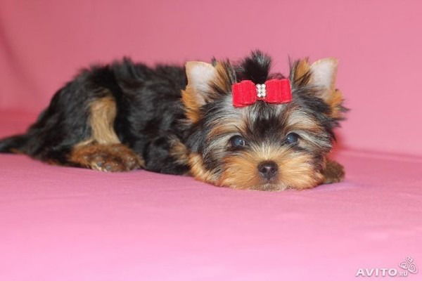 Артур Авакянц