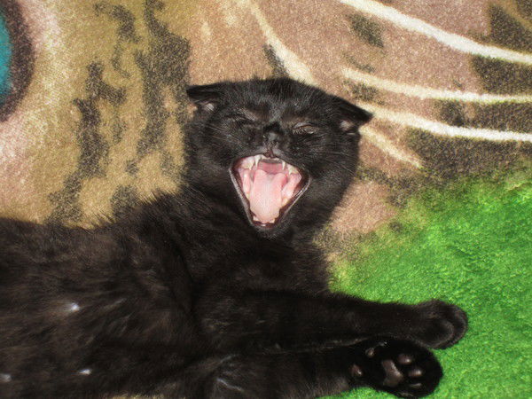 Сергей Устенко