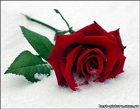 Венера Агибаева