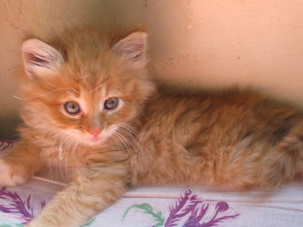 Светлана Кузина