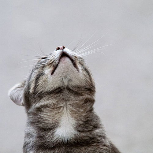 Анастасия Тихонова