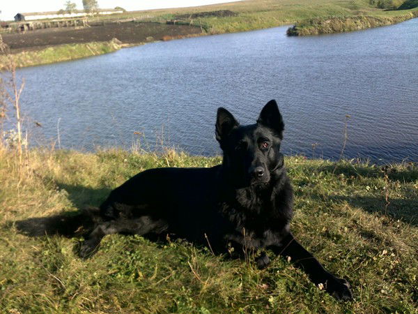 Дмитрий Родченков