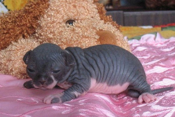 Наталья Небратенко