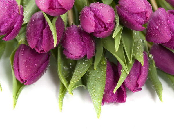 Оксана Шайнога