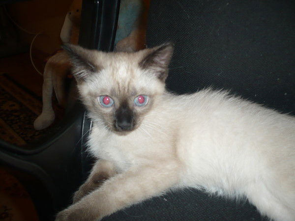 Светлана Малышева