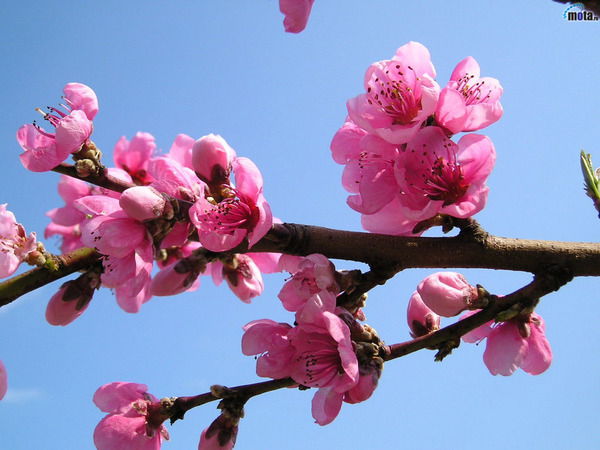 Люба Дремина (Ланг)