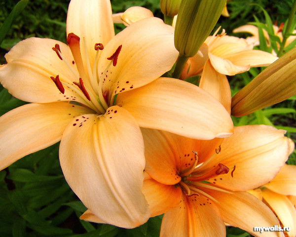 Лера Кушхова