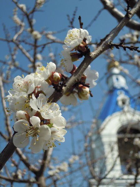 Эллина Павленко