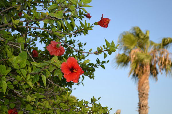 Нескажу Нескажу