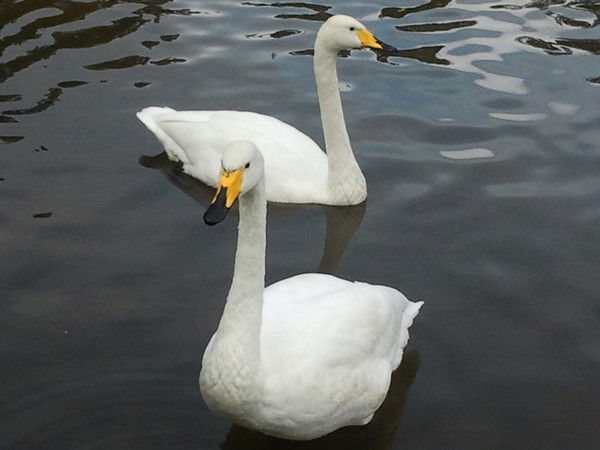 Елисей Муромов