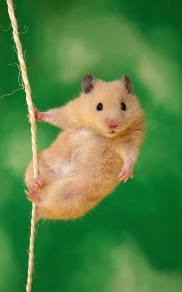 Диана Диана