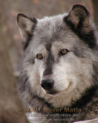 Александр Е.