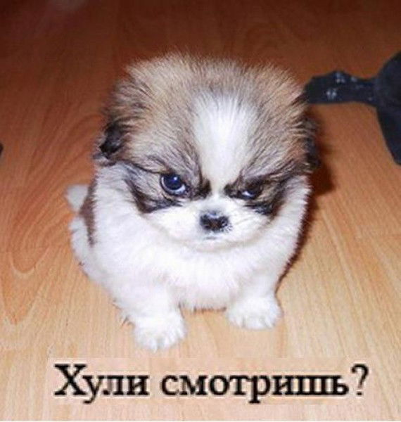 Колян Завгородний