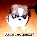 Колян Завгородний