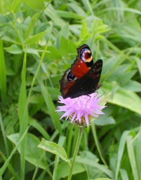 Наталья Бондарева