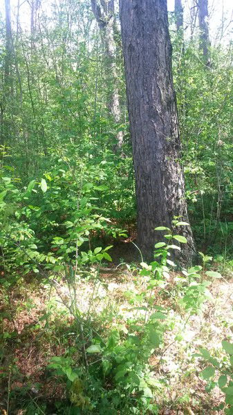 Чурсина Маргарита