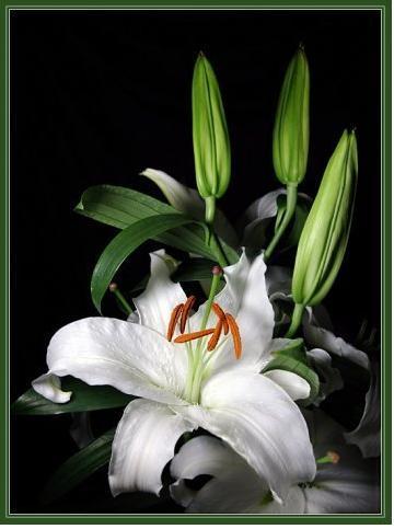 Лиля Гуськова