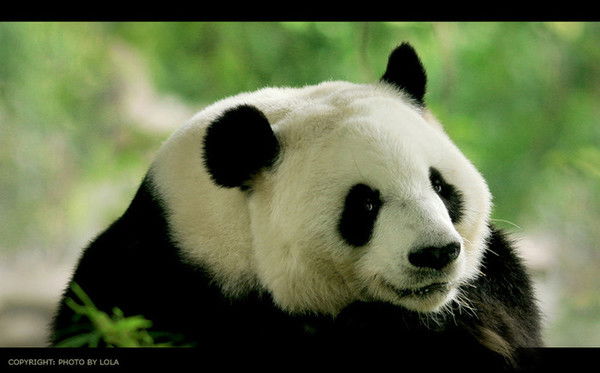 Сергей Захарченко