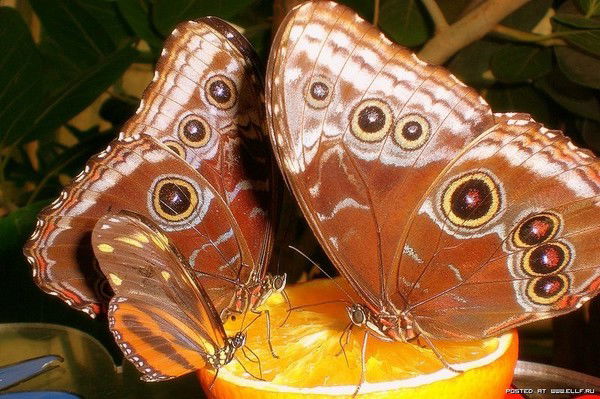 Гульнара Нурдубаева