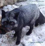 Black Fox ___