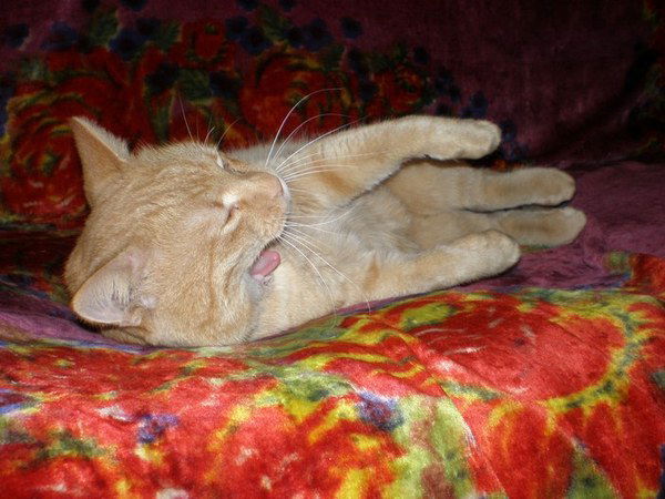 Аднан Дахаев