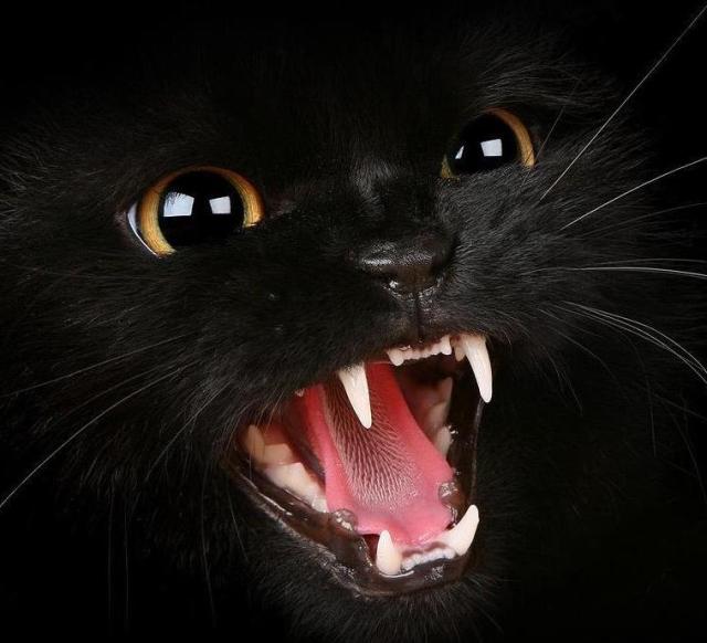 Эльвира Рашитовна