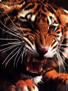 Денис Васин