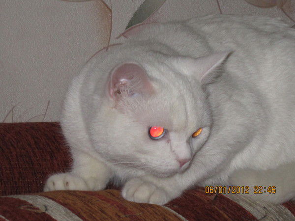 Влад Коренский