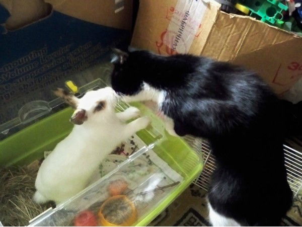 Елена Пивоварова