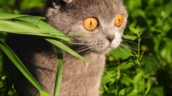 Наталия Радзимовская