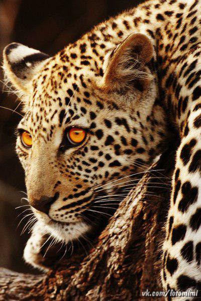 Ирусик Хохлова