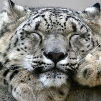 Владислав Гордеев