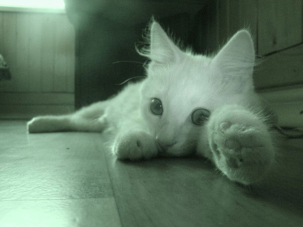 Михаил Таисов