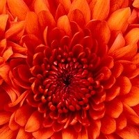 Татьяна Лихачева