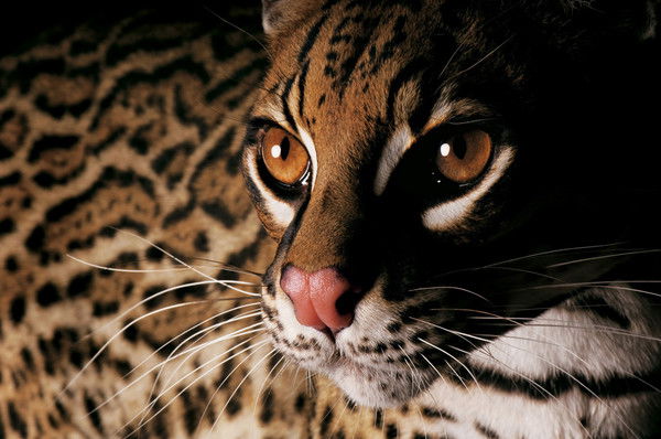 Ольга Соловьева