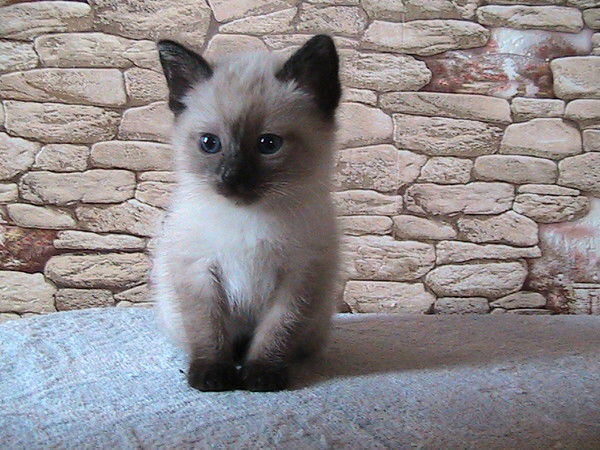 Елена Фоменко