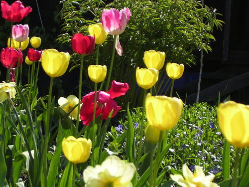 Елена Лопатина