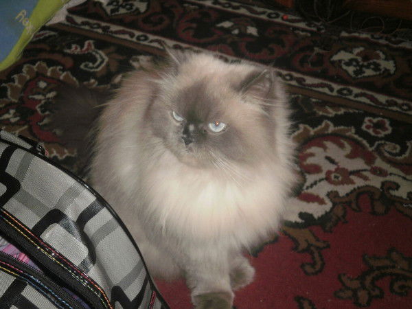 Алена Панасенко