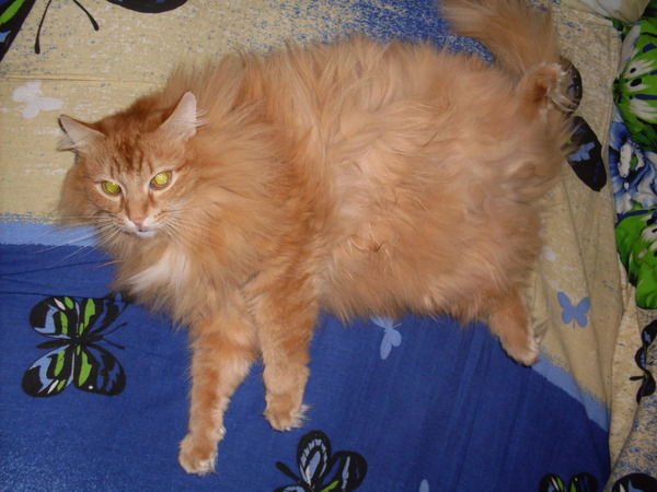 Алексей Кузнецов