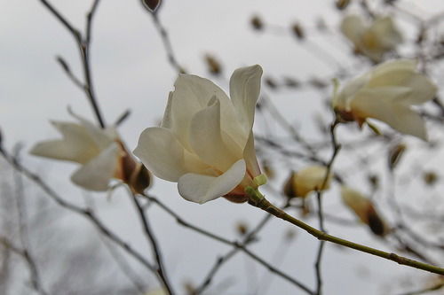 Ирина Кичаева