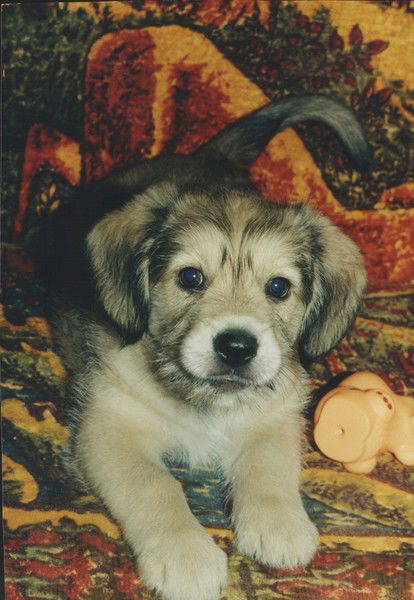 Денисов Анатолий