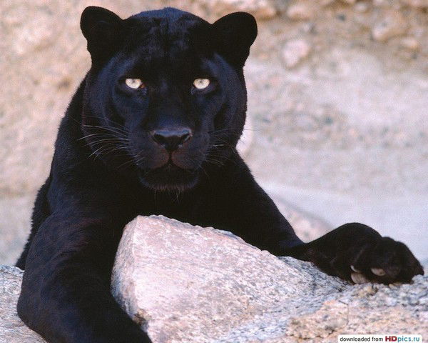 Татьяна Фисенко